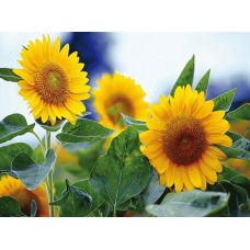 B27 Ключница