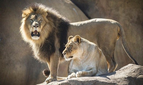 r618 Печатный гобелен