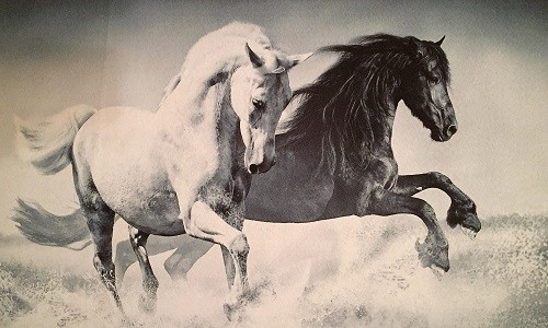 r694 Печатный гобелен