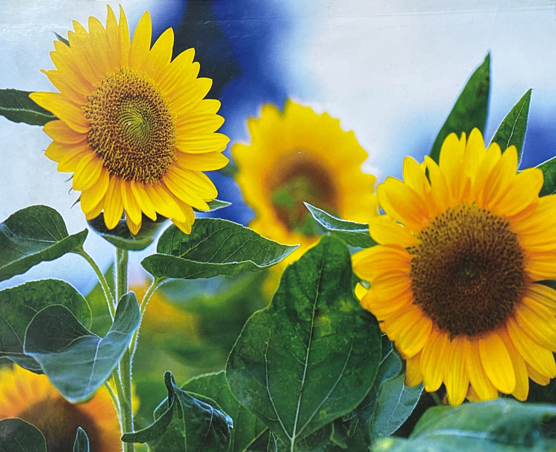 kl32 Ключница