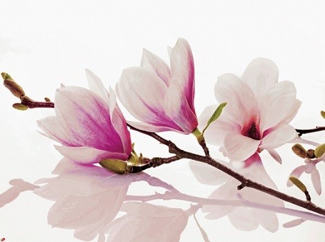 B1152 Ключница