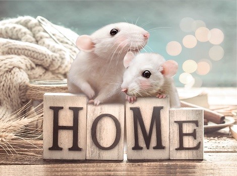 kl2 Ключница